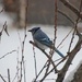 Blue Jay on Pussy willow by bjchipman