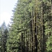 Trees of Oregon Coastal Highway by granagringa