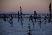 11th Dec 2016 - Tundra