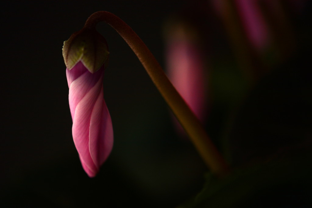 Pink in the shadows by jayberg