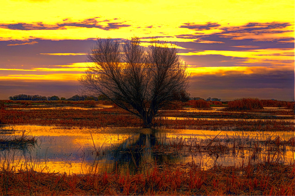 Marshland Tree by joysfocus