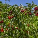 Cherry season by gosia
