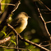 Bird in the Bush! by rickster549