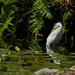 Egret and Waterlillies  by gardencat