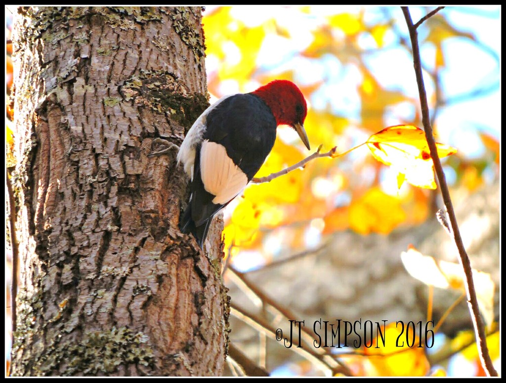 Alabama Red Headed Woodpecker by soylentgreenpics