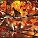Bird in Canopy of Leaves by soylentgreenpics