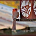  Red Cardinal at the feeder by soylentgreenpics