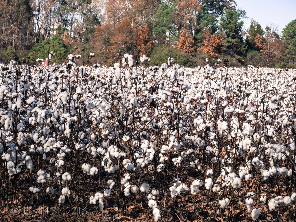 Land of Cotton by elatedpixie