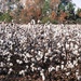 Land of Cotton by elatedpixie