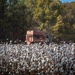 Cotton Harvest (late) by elatedpixie