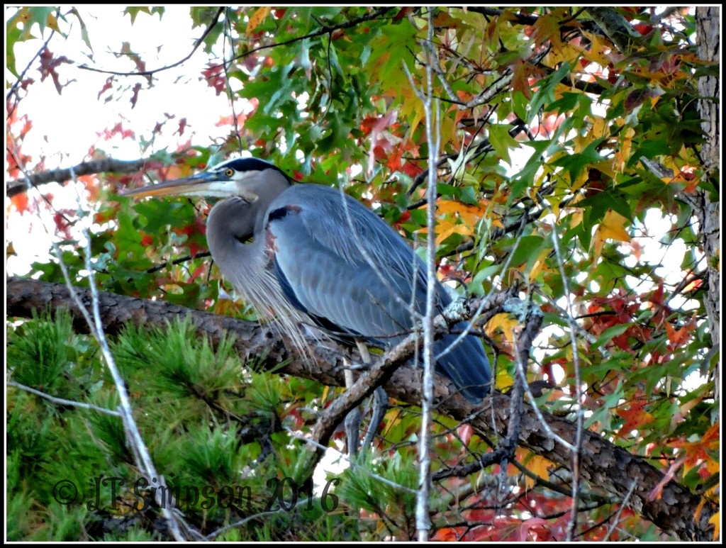 Blue Heron in a Tree House by soylentgreenpics