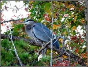 14th Dec 2016 - Blue Heron in a Tree House