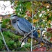 Blue Heron in a Tree House by soylentgreenpics