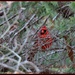 Pining Cardinal by soylentgreenpics
