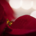 Poinsettia + Bokeh by tina_mac