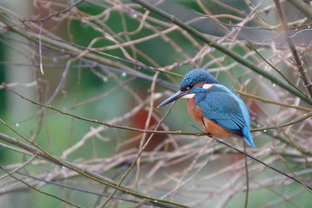 Kingfisher-male by padlock