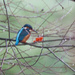 Kingfisher-female by padlock
