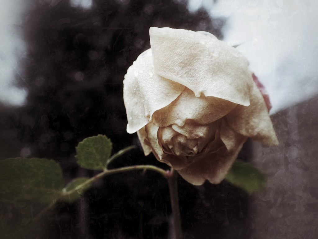 A Final Rose by mattjcuk