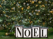 11th Dec 2016 - Noel