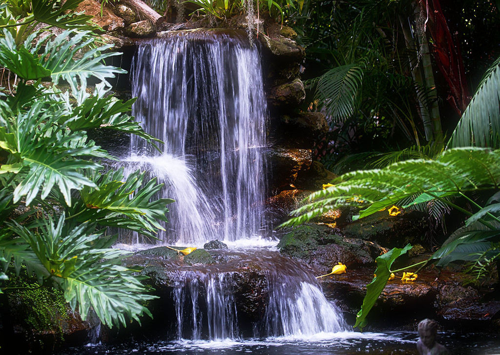 Waterfall into the Koi Pond by gardencat