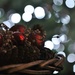 Bokeh, Baubles, Beads and Basket by motherjane