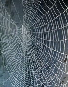 12th Dec 2016 - Spider's Web
