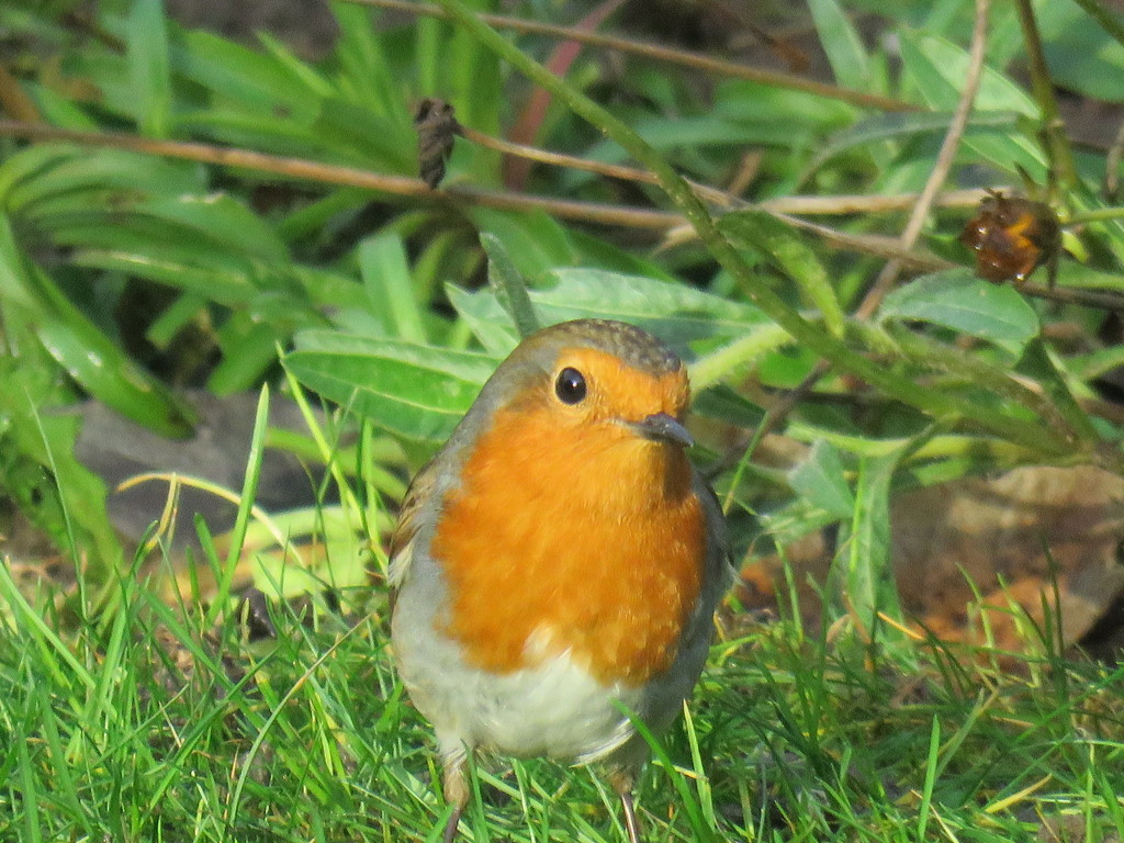 Our Robin Redbreast by phil_sandford
