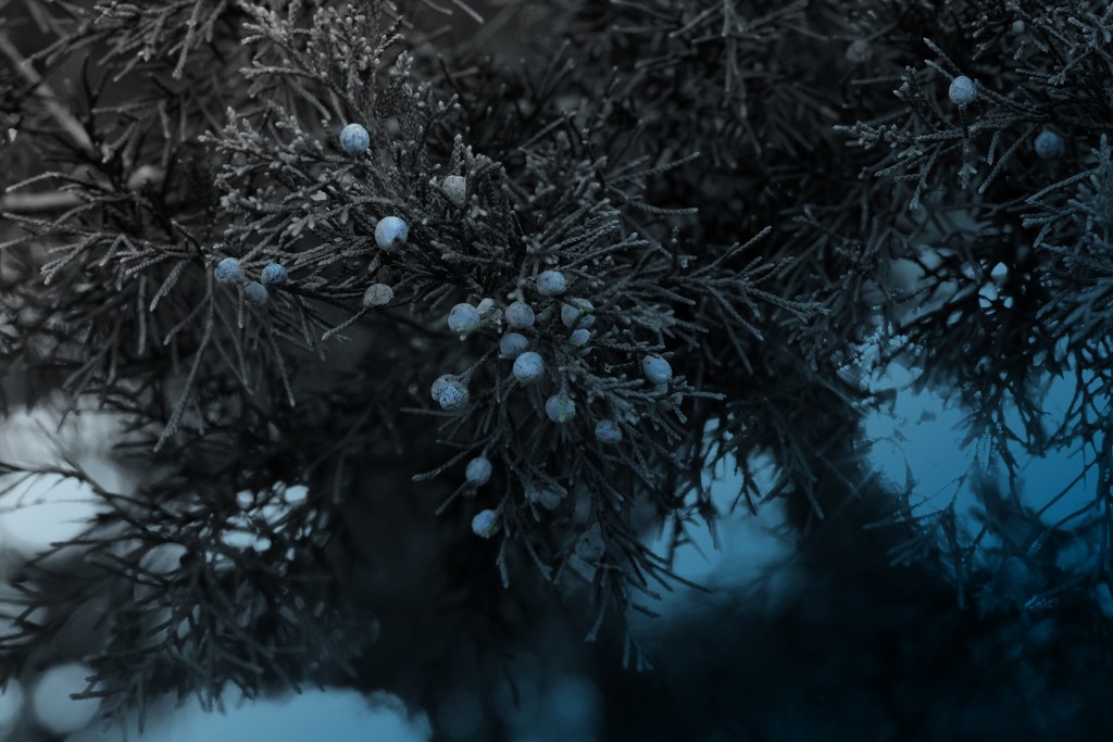 Winter Blue by judyc57