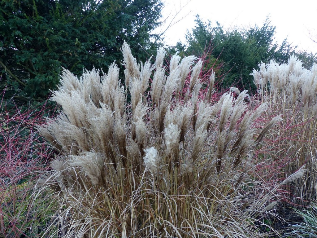 Pampas Grass  by foxes37