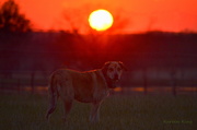 11th Dec 2016 - Dog and Kansas Sunset