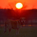 Dog and Kansas Sunset by kareenking