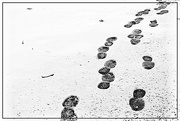 12th Dec 2016 - Footprints in the Snow