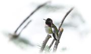 12th Dec 2016 - ~Hummer in the Snow~