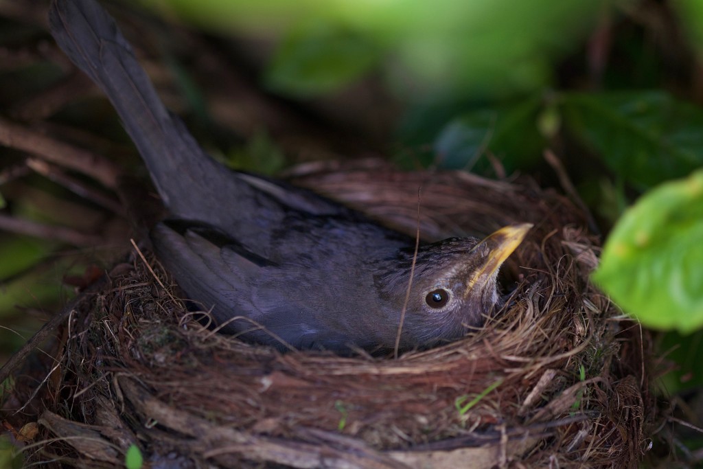 Nesting by dkbarnett