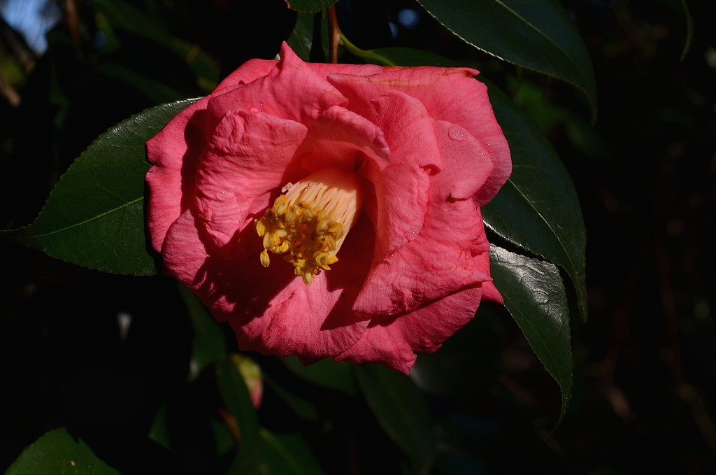 Camellia in sunlight by congaree