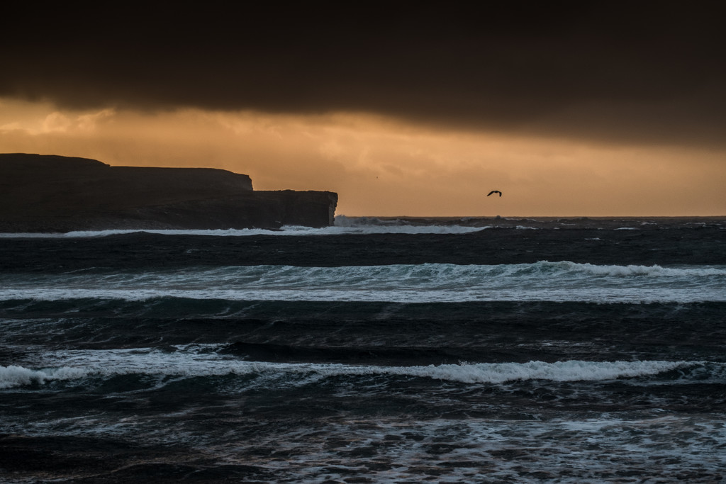 sea and a bird at skaill  by ingrid2101