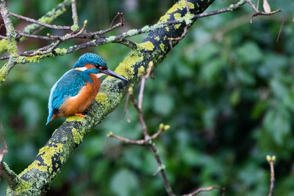Kingfisher taken on a very grey day by padlock