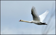 13th Dec 2016 - The flight of the swan