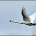 The flight of the swan by rosiekind