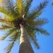 Palm tree  by 365projectdrewpdavies