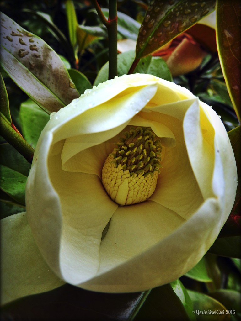 Magnolia by yorkshirekiwi