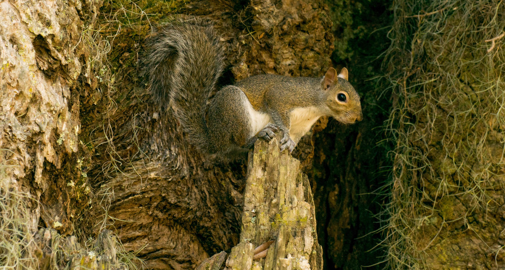 Squirrel in the Tree Stump! by rickster549