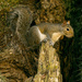 Squirrel in the Tree Stump! by rickster549