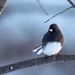 Junco in the late afternoon  by dridsdale