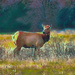 Tule Elk  by joysfocus