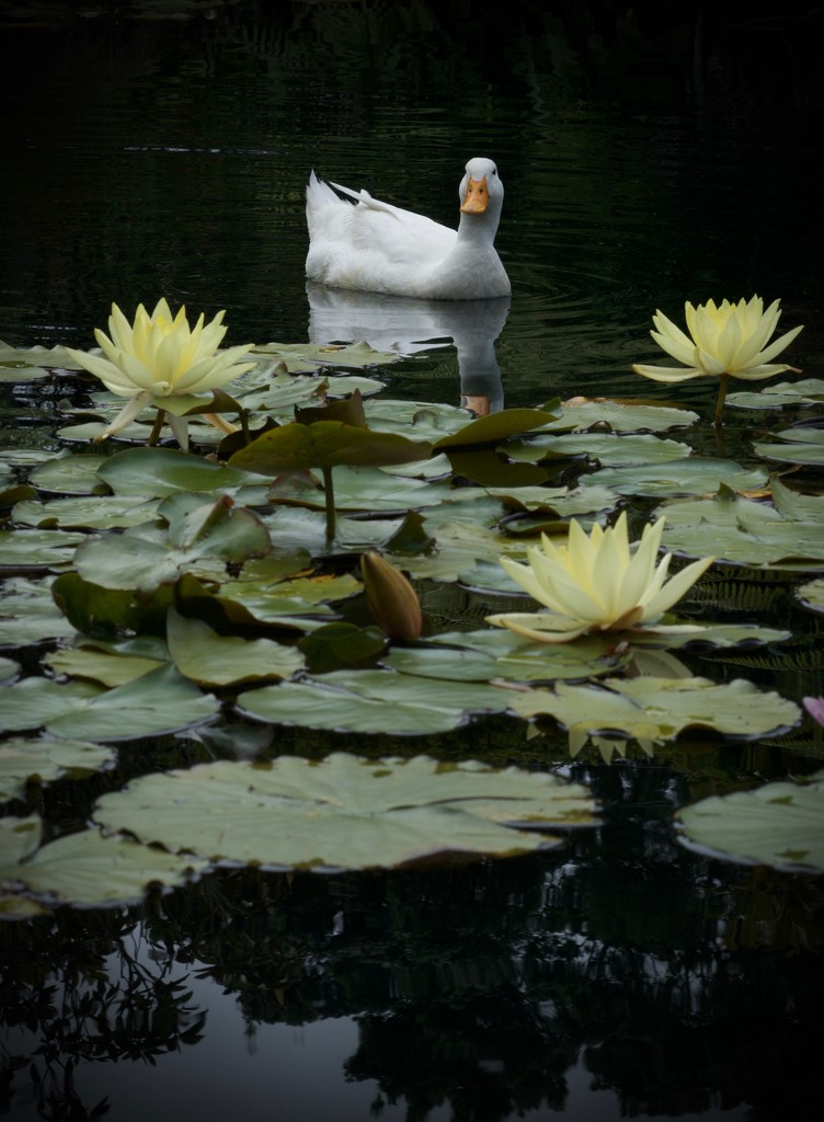 Pekin through the water lilies by dkbarnett
