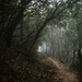 A foggy path in the woods by laroque
