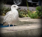 14th Dec 2016 - Young gull