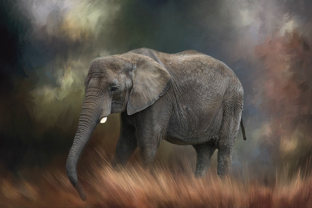 elephant with impressions and textures by jgpittenger