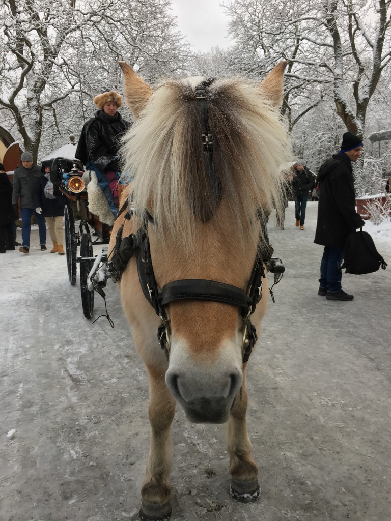 Swedish Horse at Skansen by clay88